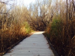 One of the many boardwalks throughout the preserve