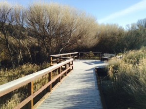 One of many "outlook" areas set off the main boardwalk trails